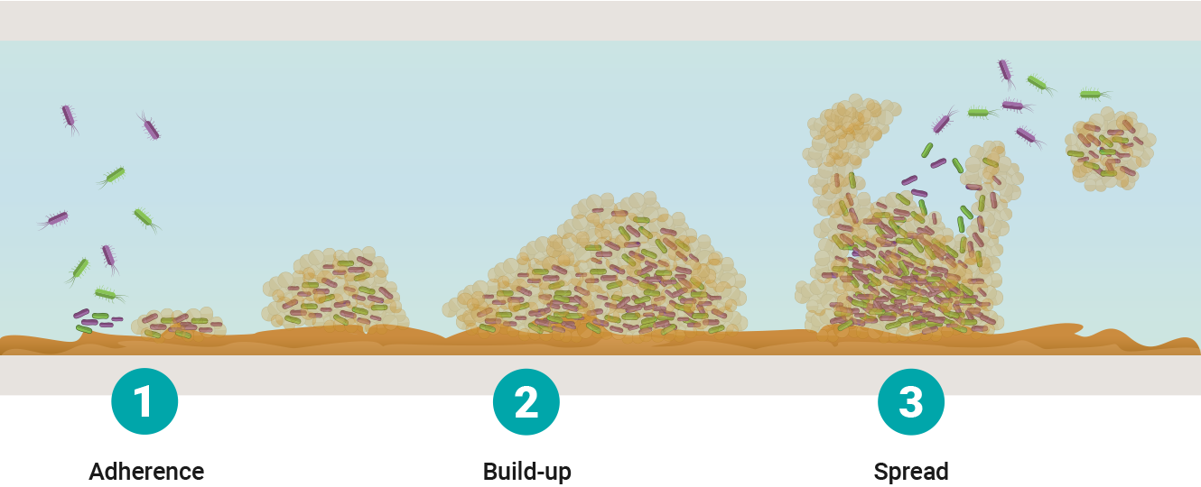Biofilm build-up