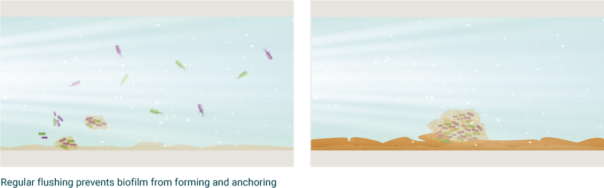 Prevent the build-up of biofilm