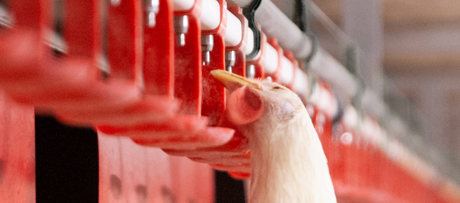 Drinkgedrag onbehandelde leghennen