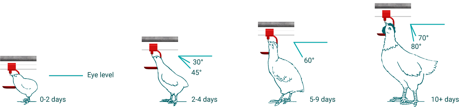 Optimal drinking height broiler