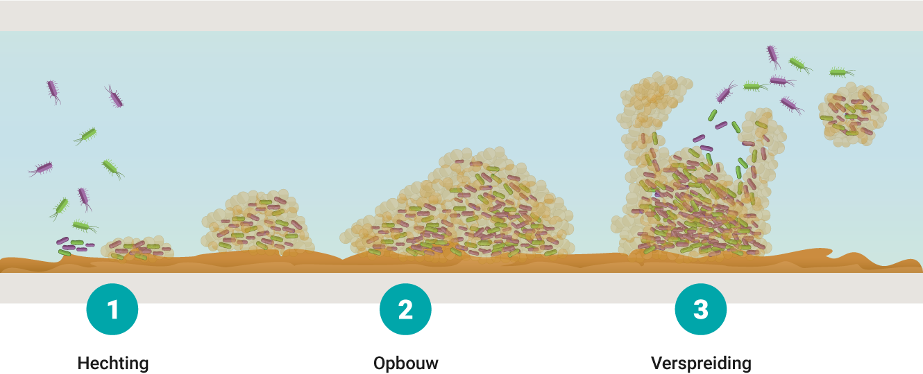 Biofilm vorming